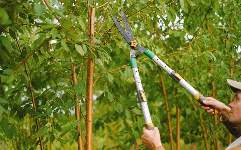 Tree trimming in Chefornak, AK